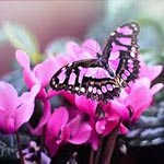 PinkButterfly